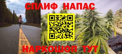 прущие грибы Будённовск